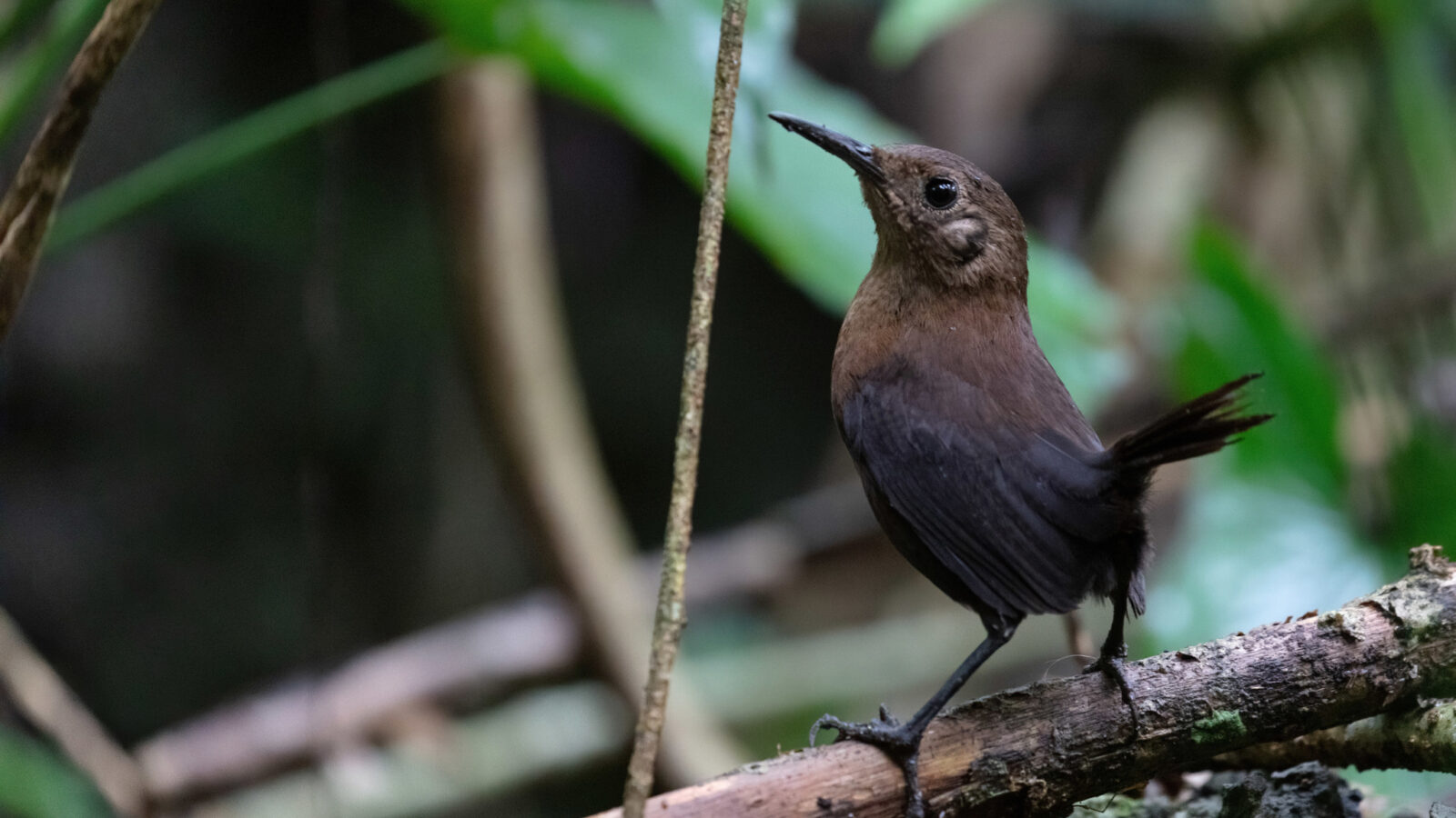 Sumichrast’s Wren