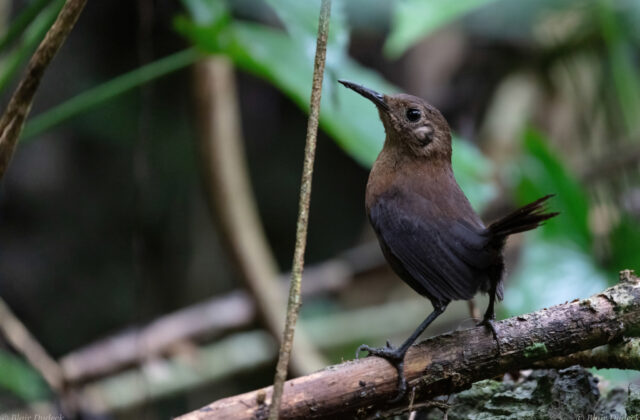 Sumichrast’s Wren