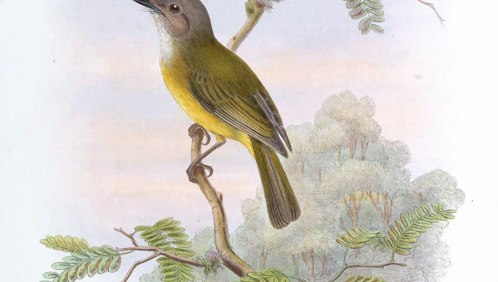 Yellow-bellied Whistler