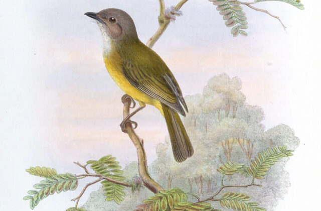 Yellow-bellied Whistler