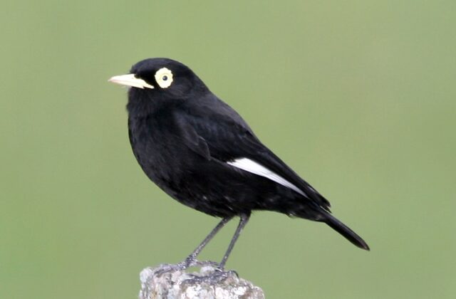 Spectacled Tyrant