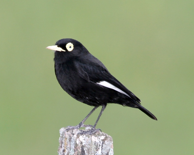 Spectacled Tyrant