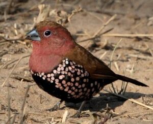 Pink-throated Twinspot