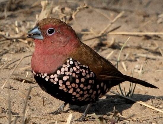 Pink-throated Twinspot