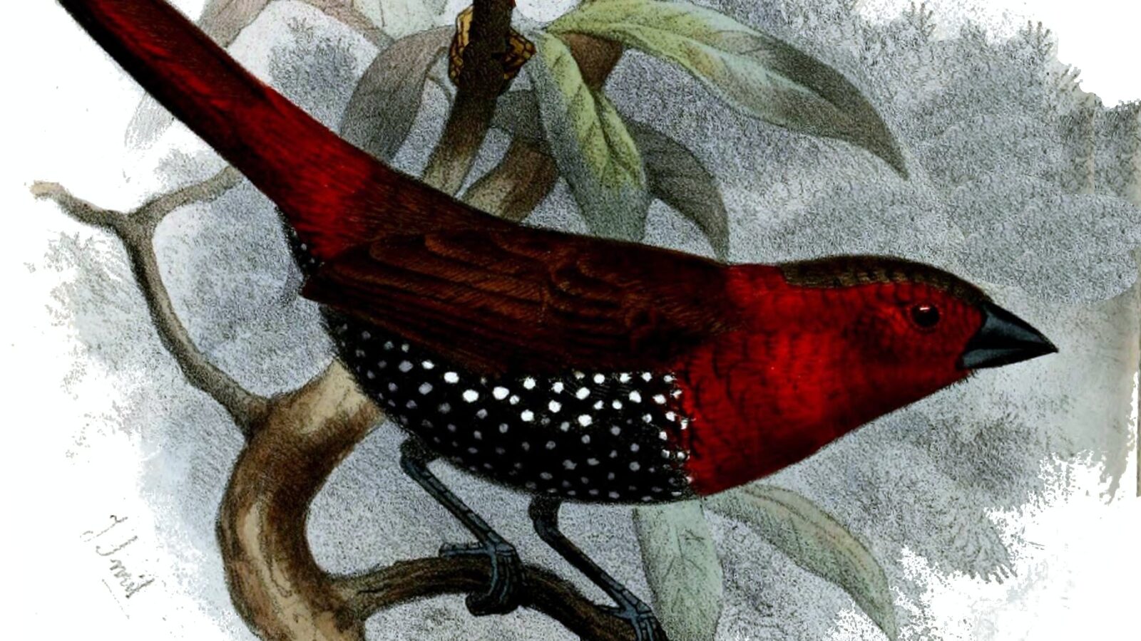 Red-throated Twinspot