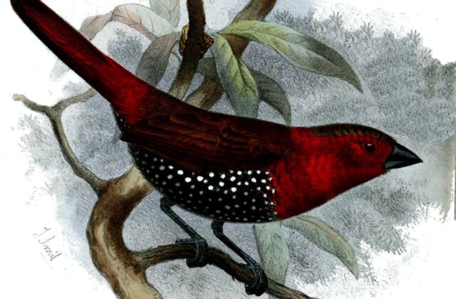Red-throated Twinspot
