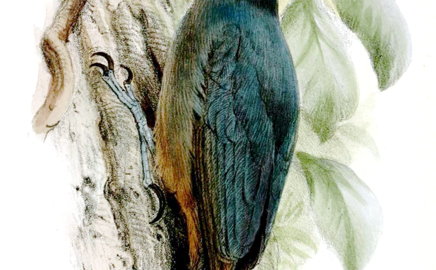 Nuthatch Vanga