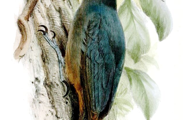 Nuthatch Vanga