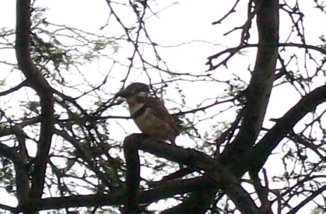 Russet-throated Puffbird