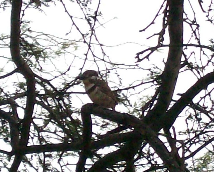 Russet-throated Puffbird
