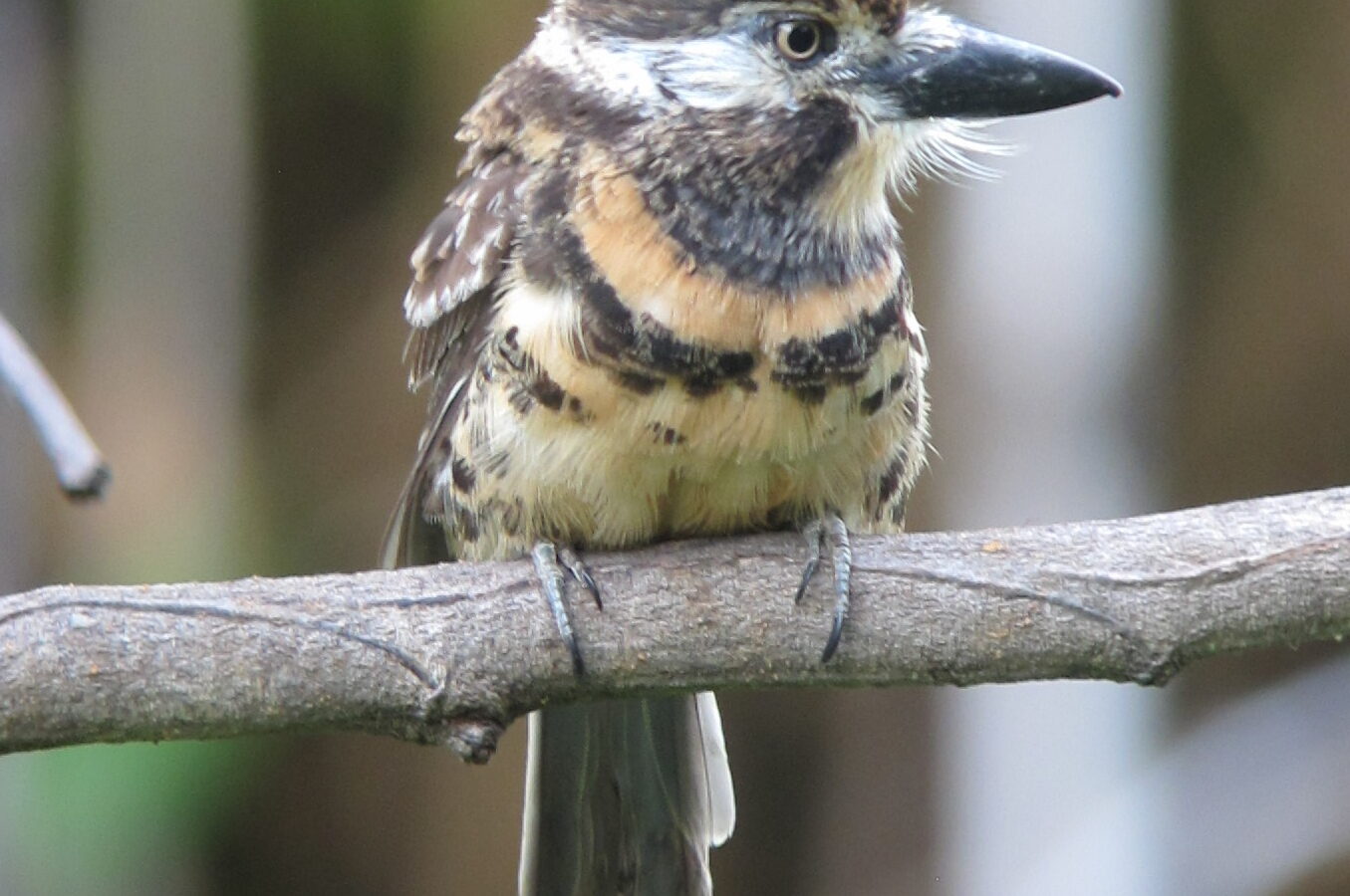 Two-banded Puffbird