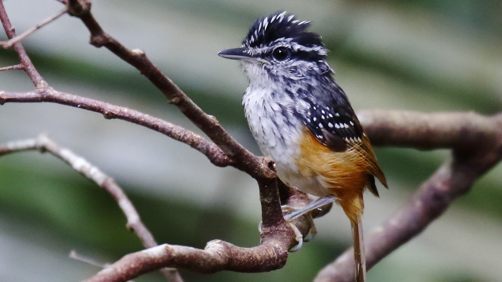 Guianan Warbling Antbird