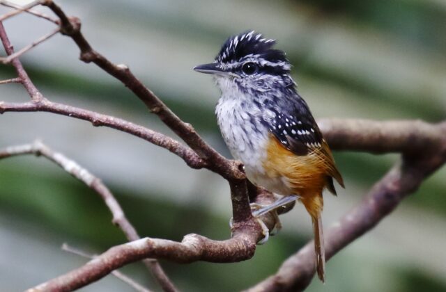 Guianan Warbling Antbird