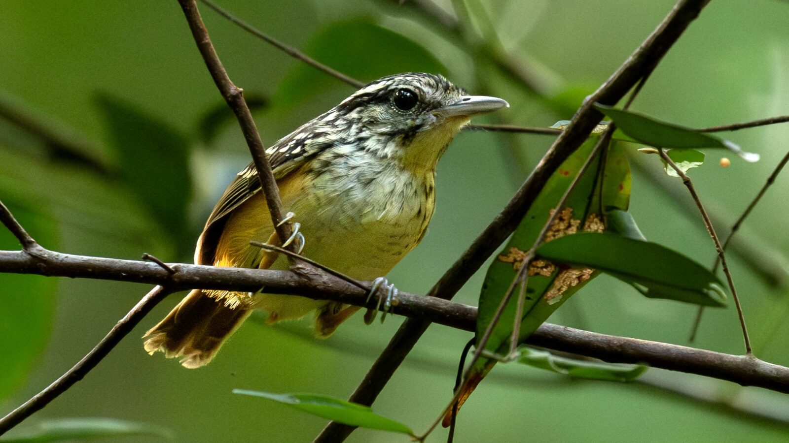 Imeri Warbling Antbird