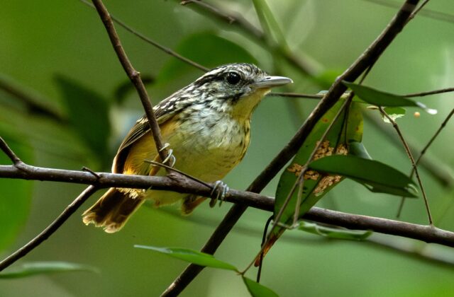 Imeri Warbling Antbird