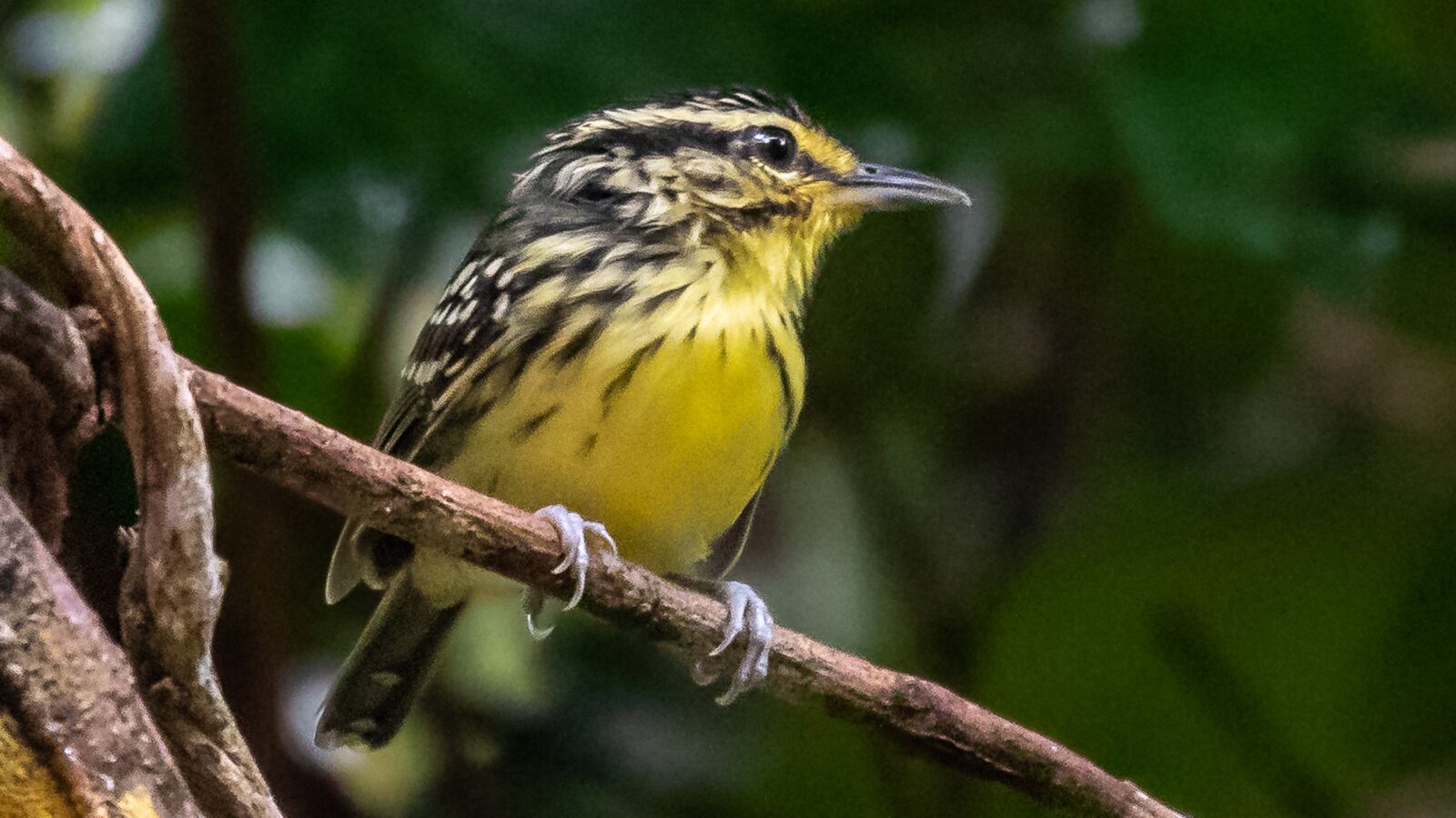 Yellow-browed Antbird