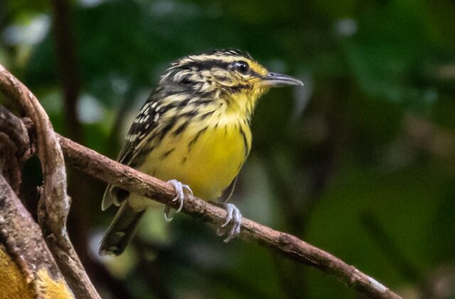 Yellow-browed Antbird