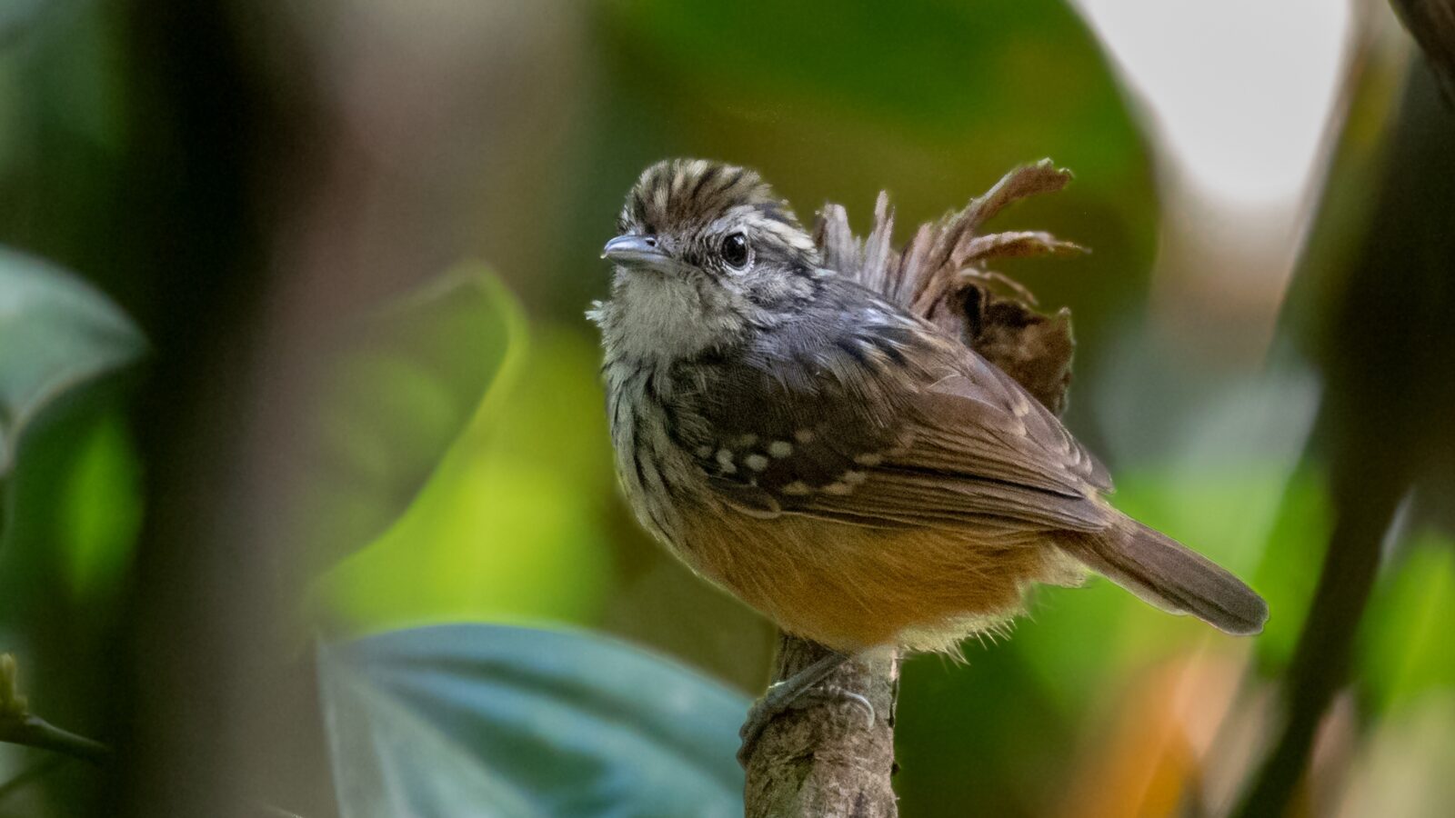 Rondonia Warbling Antbird