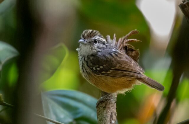 Rondonia Warbling Antbird