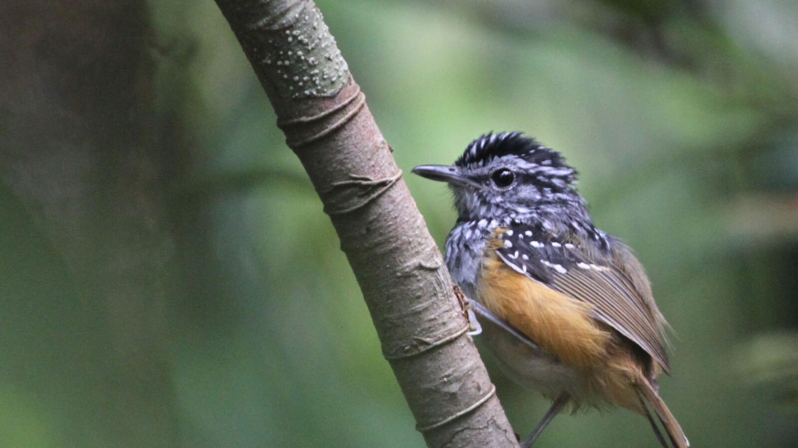 Manicore Warbling Antbird
