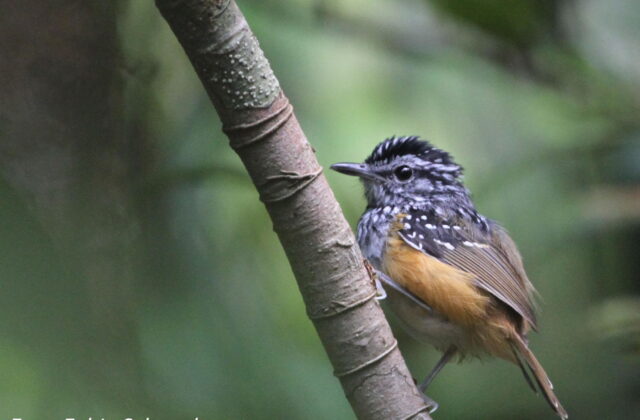 Manicore Warbling Antbird