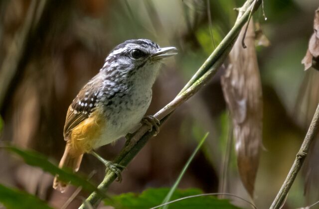 Spix’s Warbling Antbird