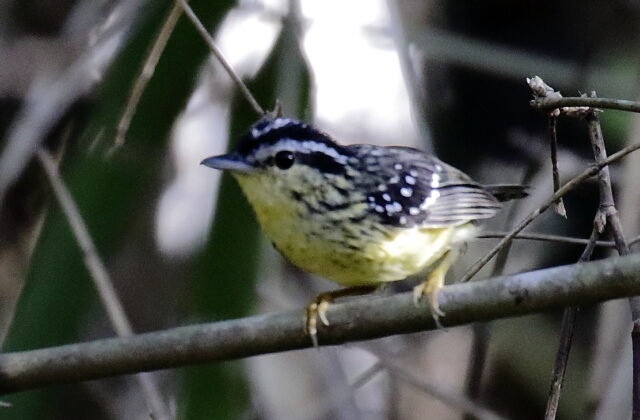 Yellow-breasted Warbling Antbird