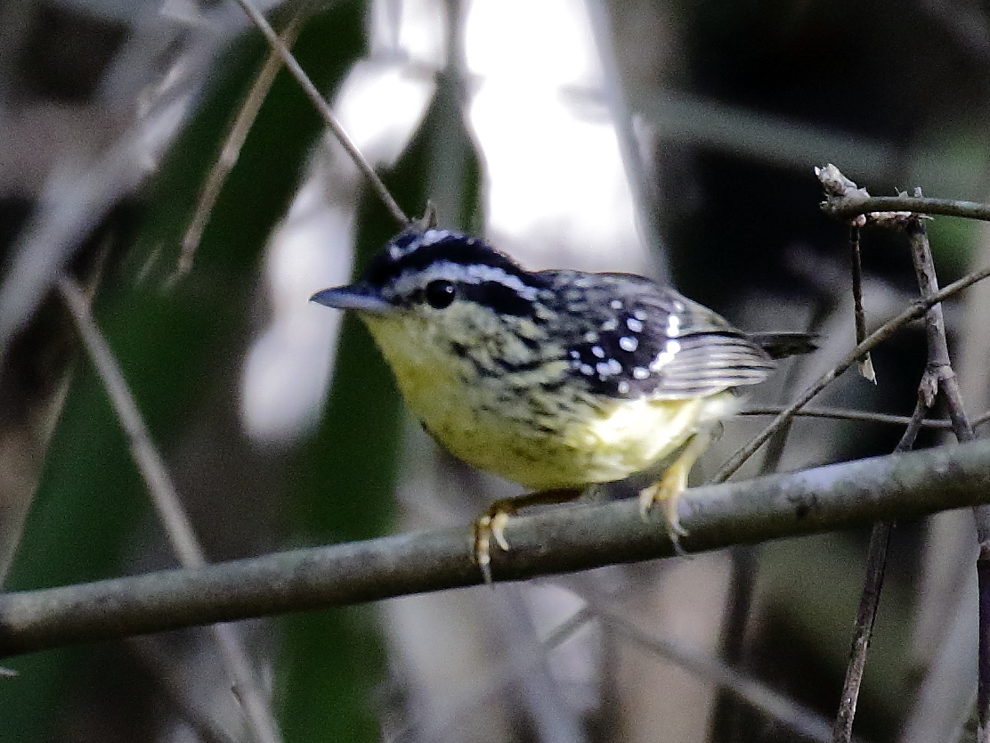 Yellow-breasted Warbling Antbird