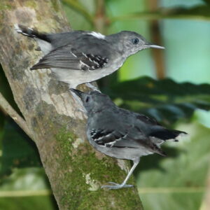 Band-tailed Antbird