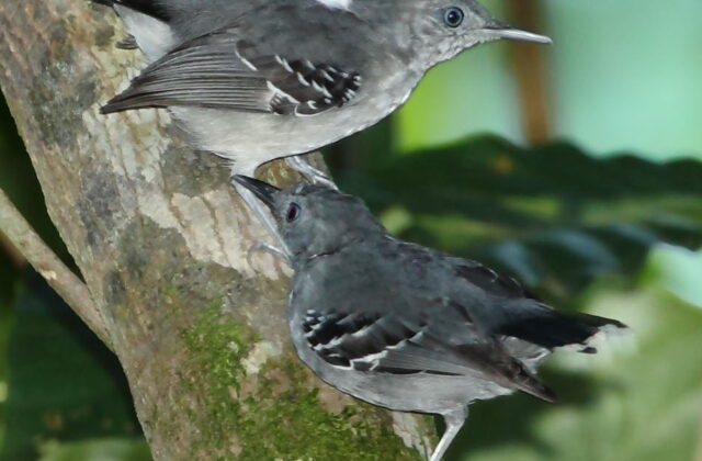 Band-tailed Antbird