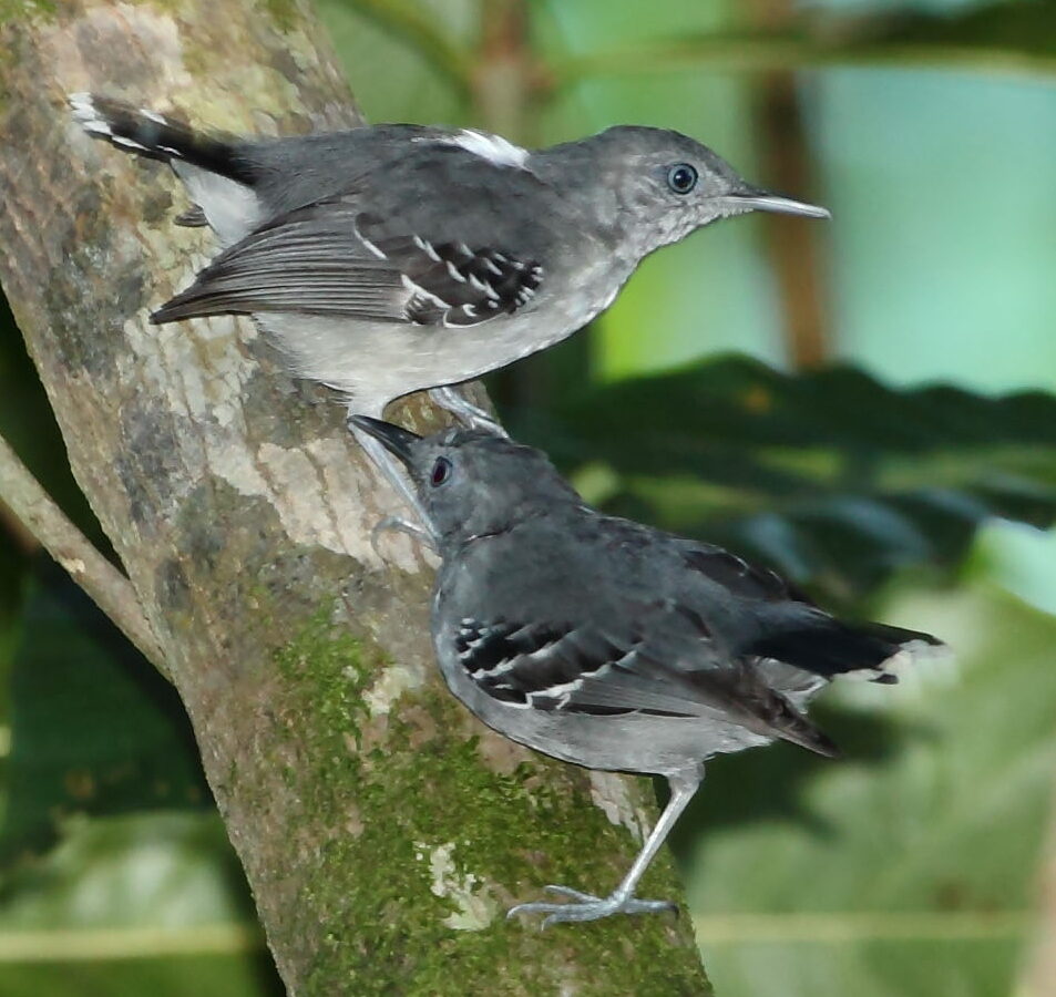Band-tailed Antbird