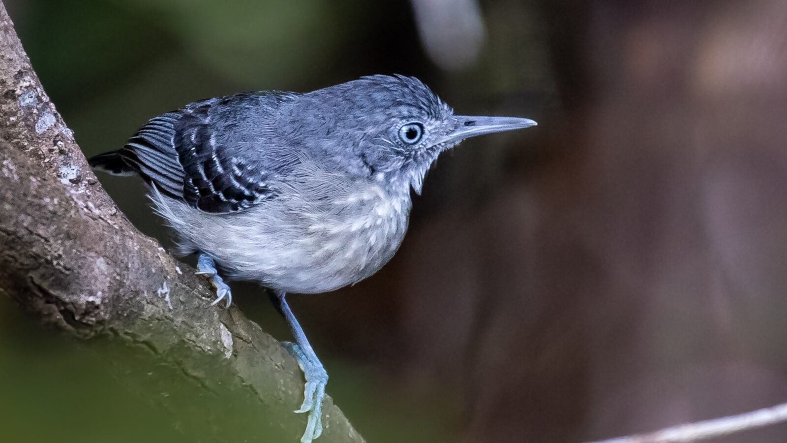 Black-chinned Antbird