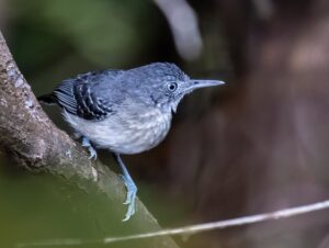 Black-chinned Antbird