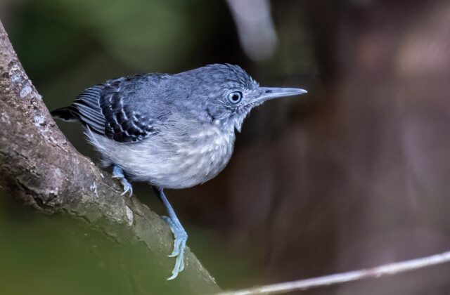 Black-chinned Antbird