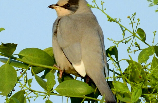 Grey Hypocolius