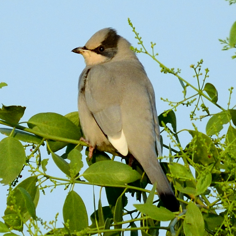 Grey Hypocolius
