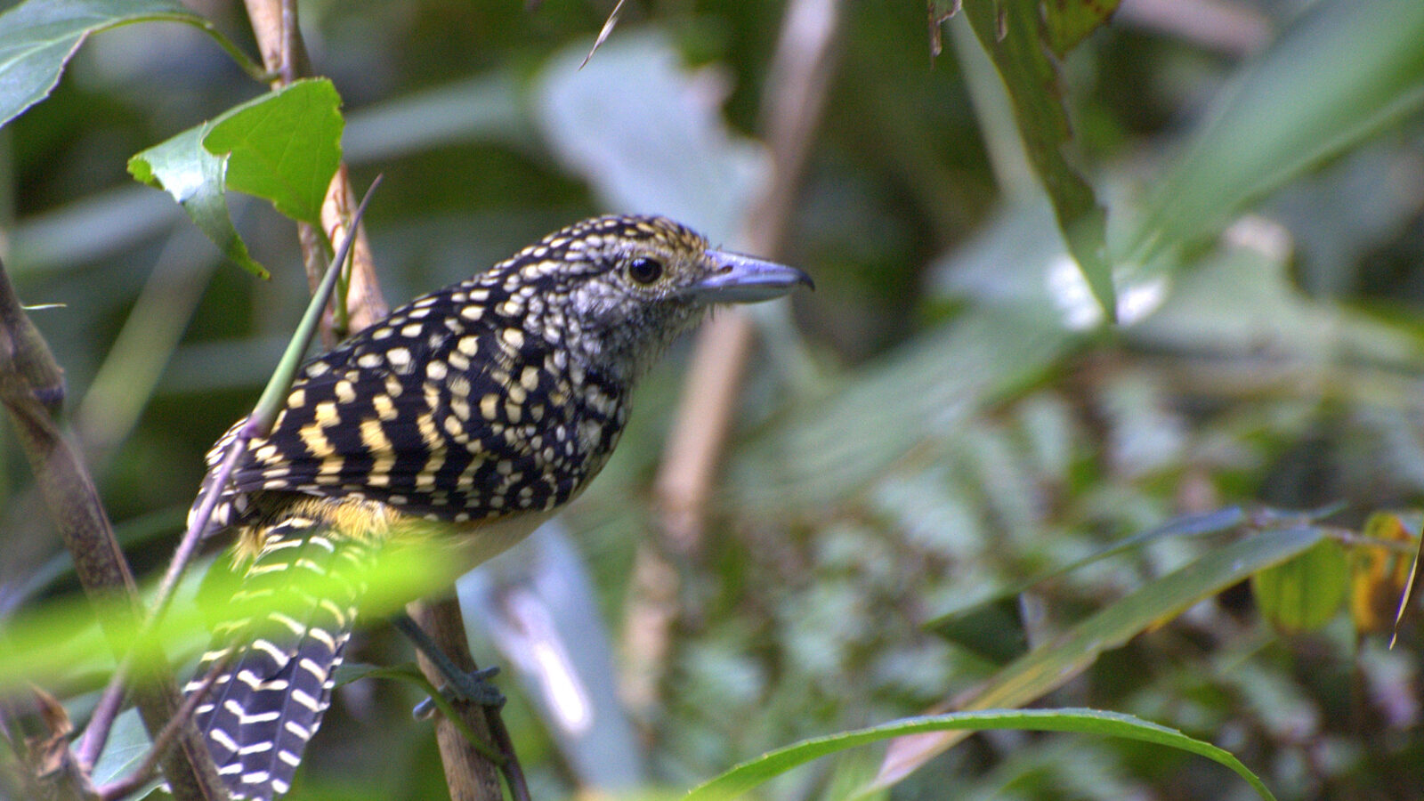 Spot-backed Antshrike