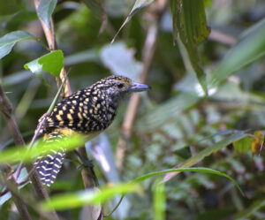 Spot-backed Antshrike