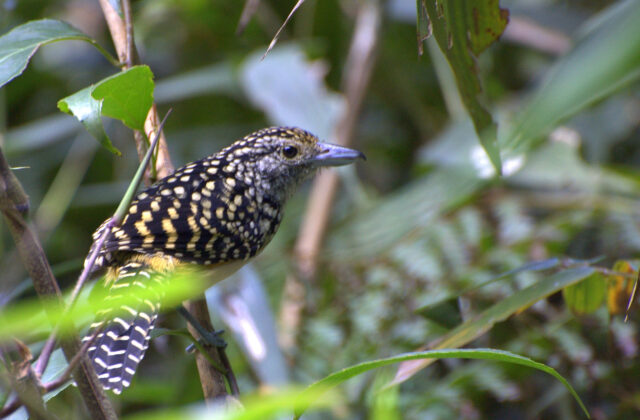 Spot-backed Antshrike