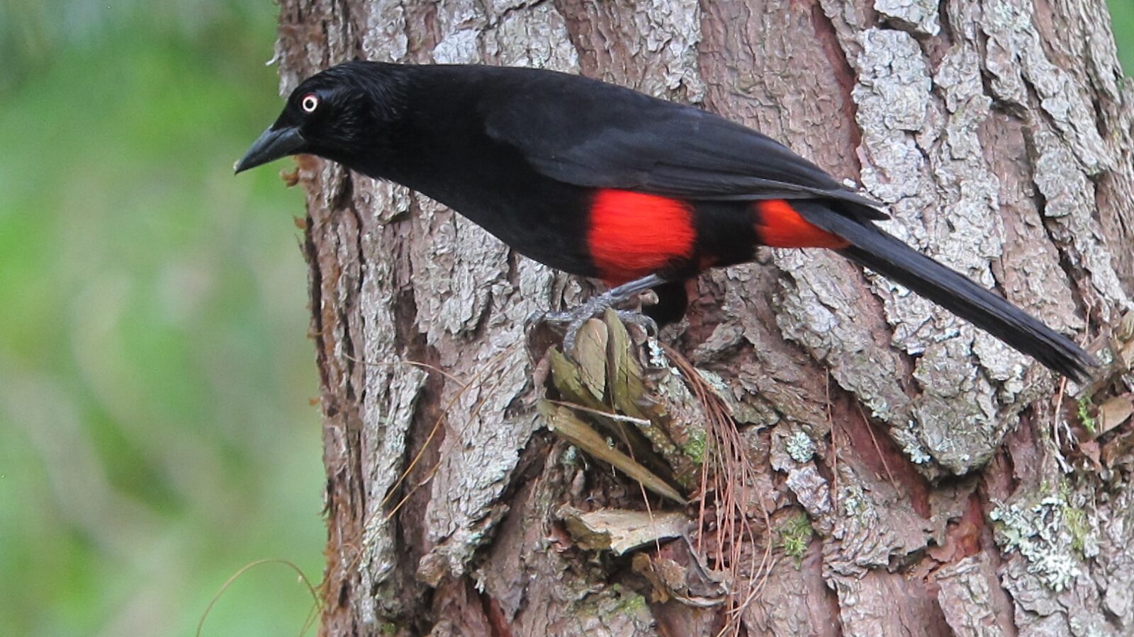Red-bellied Grackle