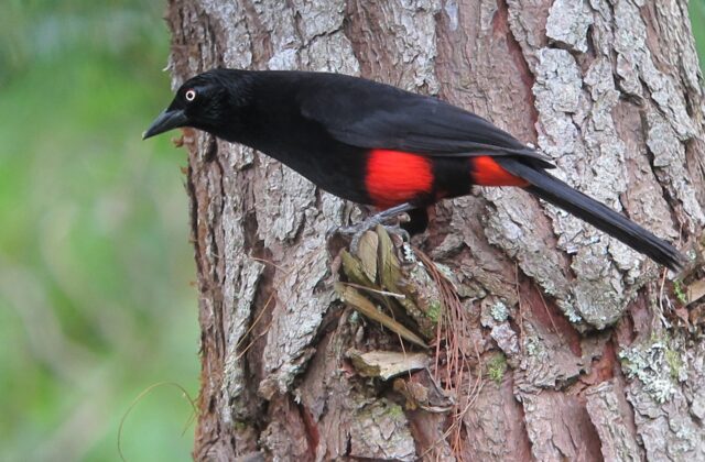 Red-bellied Grackle