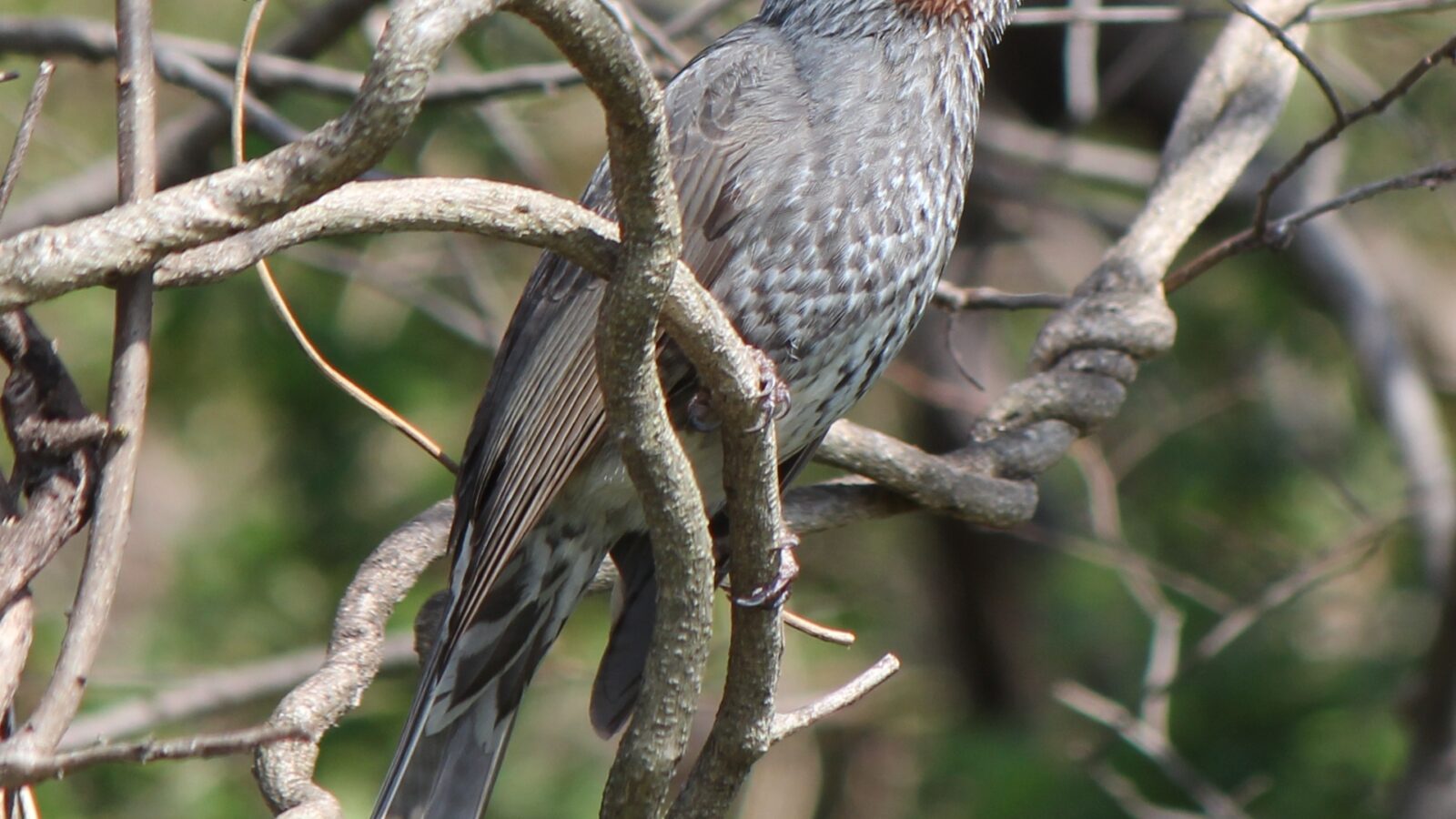 Brown-eared Bulbul