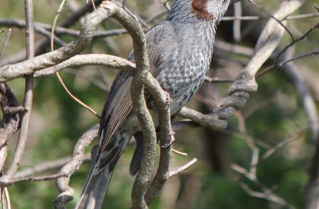 Brown-eared Bulbul