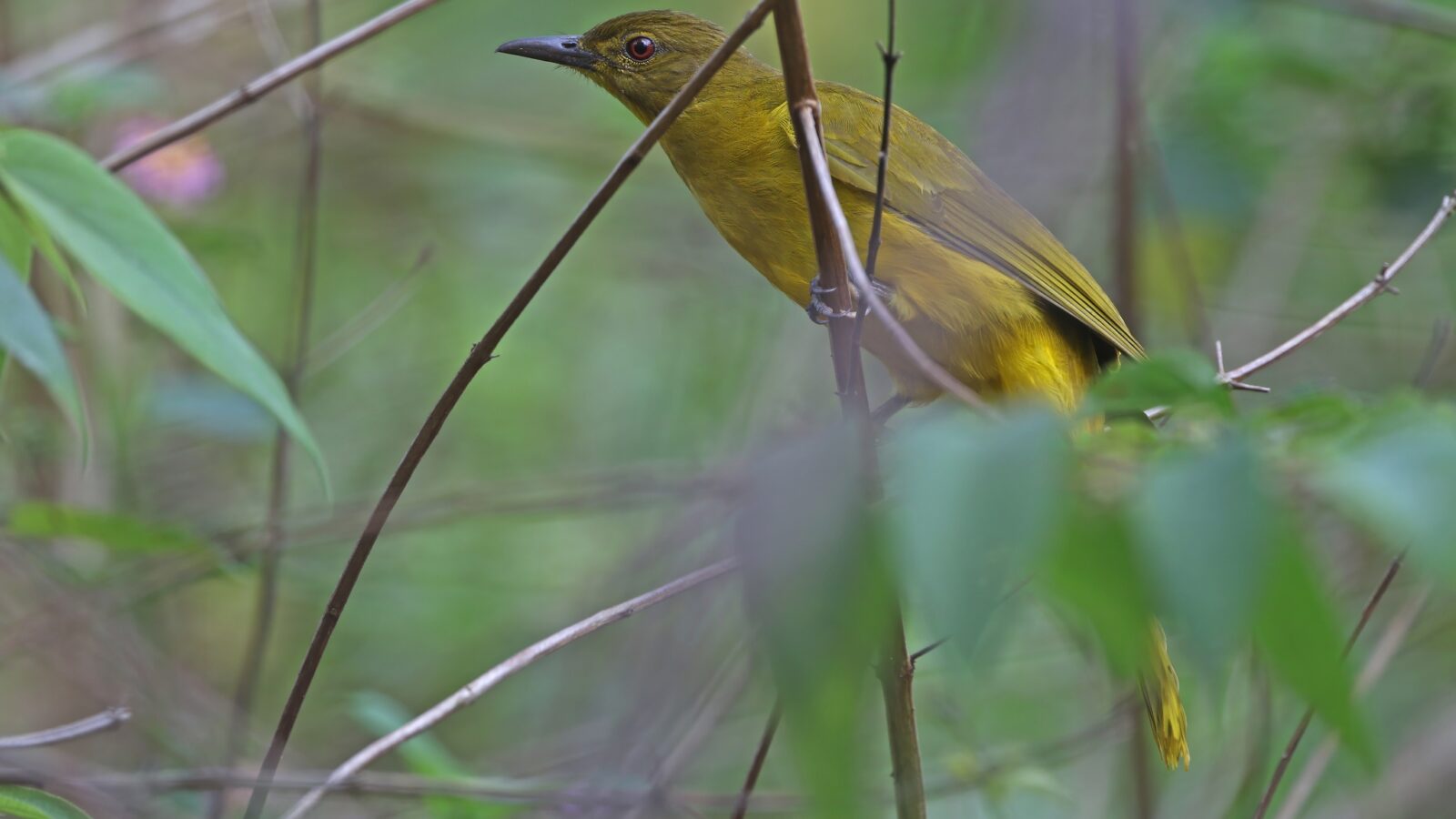 Togian Golden Bulbul