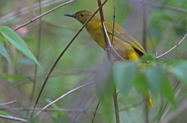 Togian Golden Bulbul