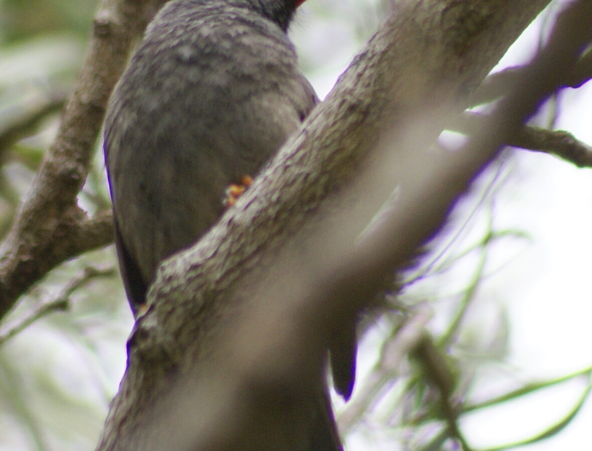 Reunion Bulbul