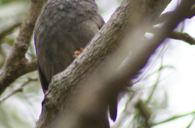 Reunion Bulbul