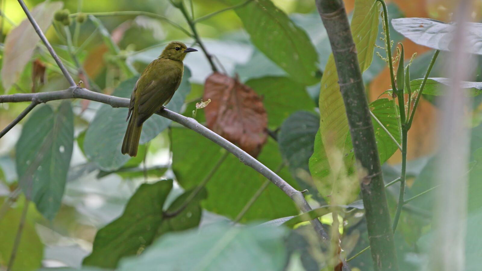 Buru Golden Bulbul
