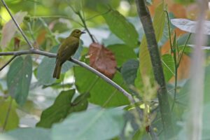 Buru Golden Bulbul