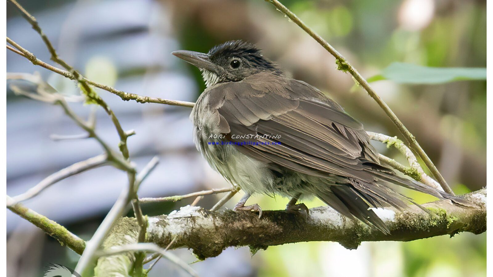 Streak-breasted Bulbul